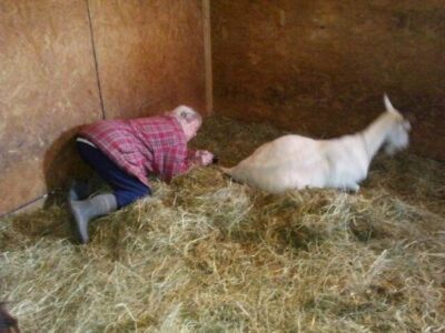 Goats: New Kids, Finally! Image